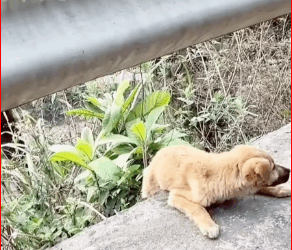 Thanks saving baby #PetsOfTikTok #animals #respect #lo…_part2