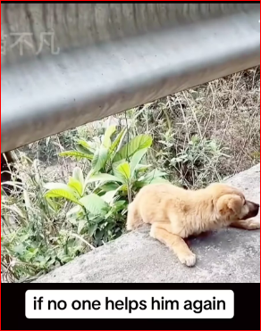 Thanks saving baby #PetsOfTikTok #animals #respect #lo…_part2