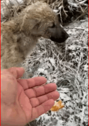 parte rescue of two small dogs abandoned in snow one trap…_part2