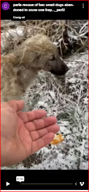 parte rescue of two small dogs abandoned in snow one trap…_part2