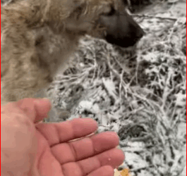 parte rescue of two small dogs abandoned in snow one trap…_part2