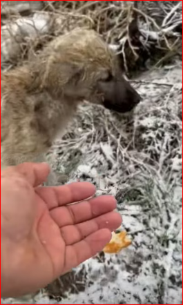 parte rescue of two small dogs abandoned in snow one trap…_part2