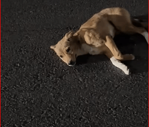 I sobbed when I saw the way they looked at me.#pet #xuhuong #fyp #trending #dog #dogsoftiktok #petsoftiktok (5) part2