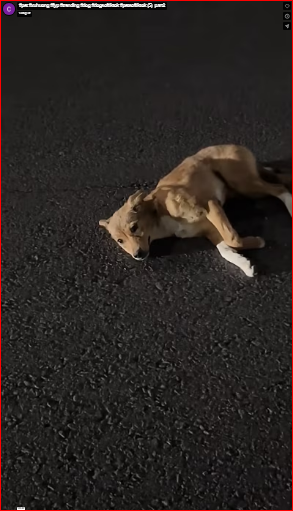 I sobbed when I saw the way they looked at me.#pet #xuhuong #fyp #trending #dog #dogsoftiktok #petsoftiktok (5) part2