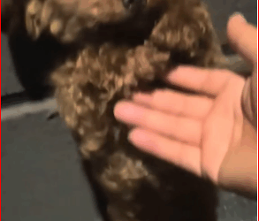 found an abandoned stray dog on side of road. It has been w…_part2