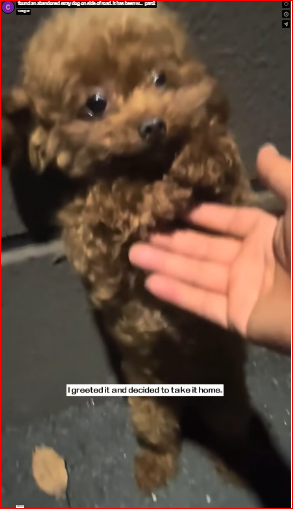 found an abandoned stray dog on side of road. It has been w…_part2