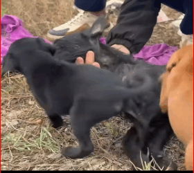 dog mother is too tired#rescue #sharethecare #foryou #dog_part2