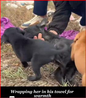 dog mother is too tired#rescue #sharethecare #foryou #dog_part2