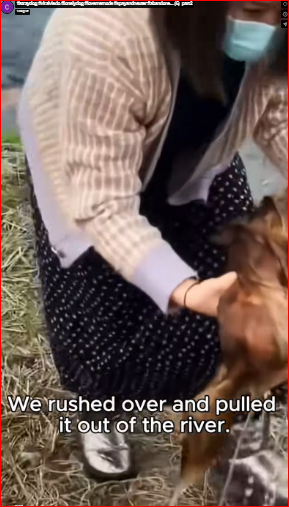 Seeing those innocent eyes in pain just makes me cry.#straydog #viralviedo #lonelydog #lovememode #spayandneuter #abandone part2