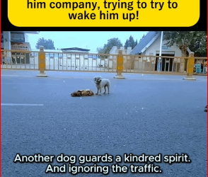 The sight of those dogs makes me tear up instantly.#straydog #viralvideo #lonelydog #lovememode #spayandneuter #abandone part2