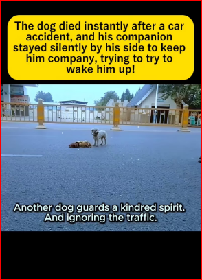 The sight of those dogs makes me tear up instantly.#straydog #viralvideo #lonelydog #lovememode #spayandneuter #abandone part2