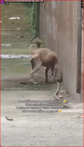 How can someone abandon blind deaf senior dog in streets_part2