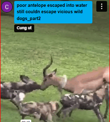 poor antelope escaped into water still couldn escape vicious wild dogs_part2