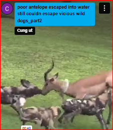 poor antelope escaped into water still couldn escape vicious wild dogs_part2