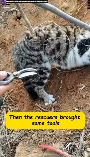 Rescue wild cat has been trapped #animalrescue #rescuecat_part2