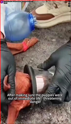 Rescue Filled Hope Love#rescuedog #animalrescue_part2