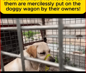 The sight of those helpless dogs leaves me crying silently.#straydog #viralviedo #lonelydog #lovememode #spayandneuter #abandone part2