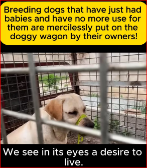 The sight of those helpless dogs leaves me crying silently.#straydog #viralviedo #lonelydog #lovememode #spayandneuter #abandone part2