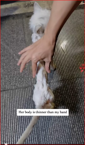 poor kitten is so skinny hairless, there is no food in th…_part2