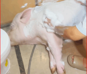 saw pig about to jump out of car.It succeeded.I got pig and…_part2