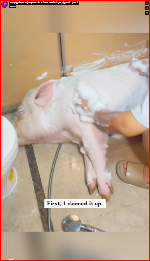 saw pig about to jump out of car.It succeeded.I got pig and…_part2