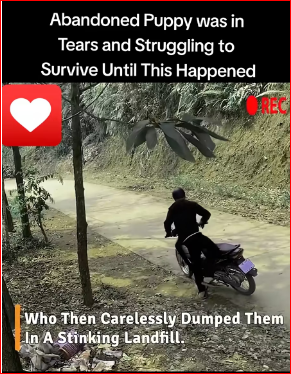 Abandoned puppy #foryou #animal #dog #puppy #abandoned #rescue #nei…_part2