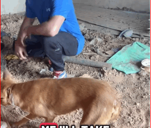 Rescuing dog slaughterhouse in Ghana Africa #LanguageLearning #d…_part2