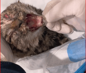 found stray cat being bullied by group of dogs immediately_part2