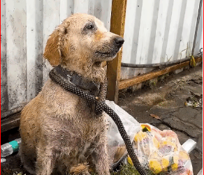 An Abandoned Dog Broken Soul_part2