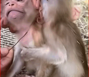 They treated those poor dogs in such a cruel way.#animal #rescue #lover #animalsoftiktok part2