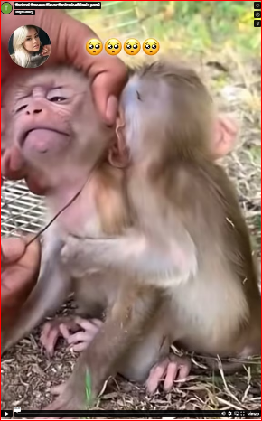 They treated those poor dogs in such a cruel way.#animal #rescue #lover #animalsoftiktok part2