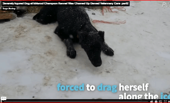 Severely Injured Dog at Iditarod Champion Kennel Was Chained Up Denied Veterinary Care_part2