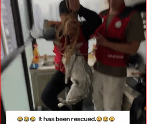 saw cat outside window on 28th floor. It raining outsid…_part2