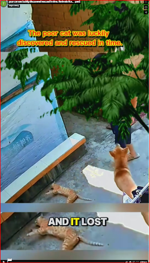 poor cat was luckily discovered rescued in time. #animals #ca…_part2