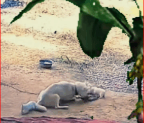 omg #animals #omg #dogs #animal #fyp_part2