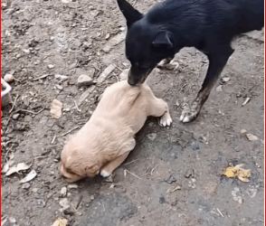 They were so heartless to treat those poor dogs like that.#doglover #dogvideos #dog part2