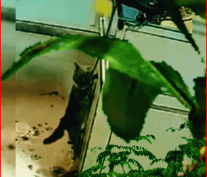 poor cat #animals #omg #cat #fouryoupage #animal_part2