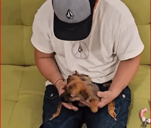 Rescue dog fell into riverbank #resc…_part2