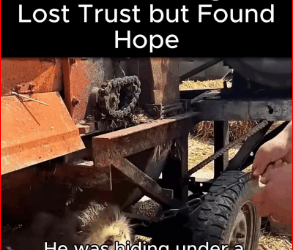 Heartbroken Dog Who Lost Trust but Found Hope. #fyp #viral #rescuedog…_part2