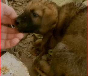 Rescue dog abandoned by an evil person in an abandoned house_part2