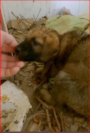 Rescue dog abandoned by an evil person in an abandoned house_part2