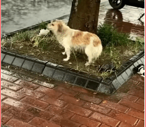 Mother dog lives on street her children#rescue #sharethecare…_part2