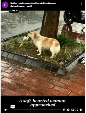 Mother dog lives on street her children#rescue #sharethecare…_part2