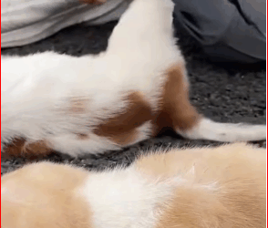 What they did to those dogs was beyond cruel.#rescuedogs#dogsoftiktok#lovedogs#rescueanimals#rescuepuppy (1) part2