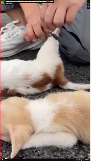 What they did to those dogs was beyond cruel.#rescuedogs#dogsoftiktok#lovedogs#rescueanimals#rescuepuppy (1) part2