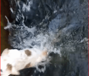 rescuecat tense moment when stray cat desperately tried to e…_part2