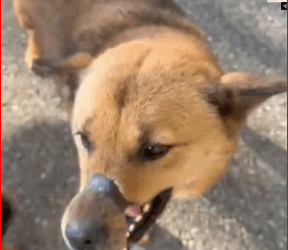 V1011025_VIETNAM TO USA BEAUTIFUL COCO COOPER Two of our mouth bound_part2