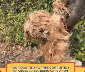 V1111023_Poor dog tied to tree completely changed after being cared #anima…_part2