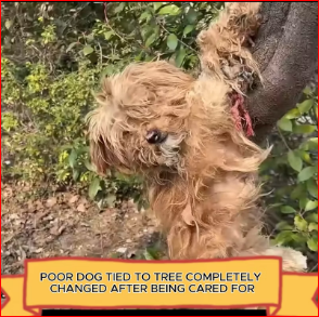 V1111023_Poor dog tied to tree completely changed after being cared #anima…_part2