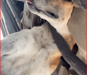 While chasing cat, dog got its head stuck in silencer. #DogChasesCat_part2